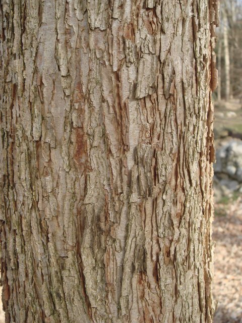 Acer triflorum ecorce
